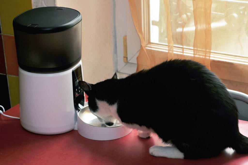 dispensador de alimento para gato