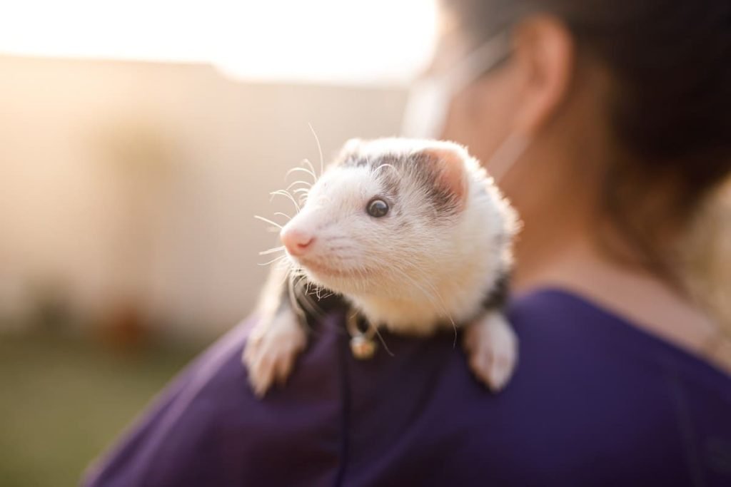 Mascotas exóticas más populares