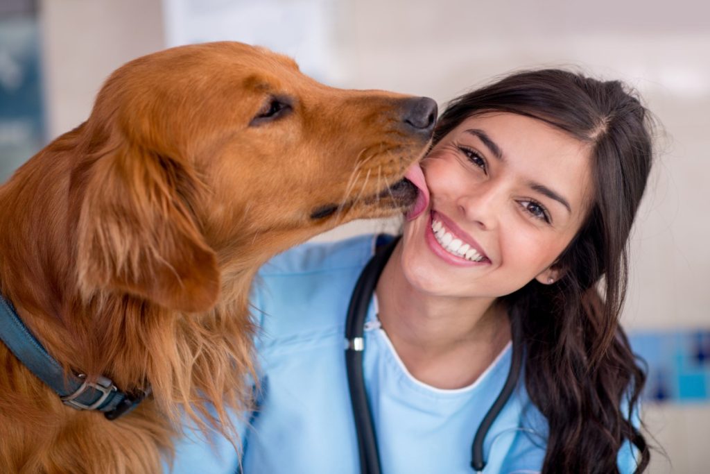 moda para perros