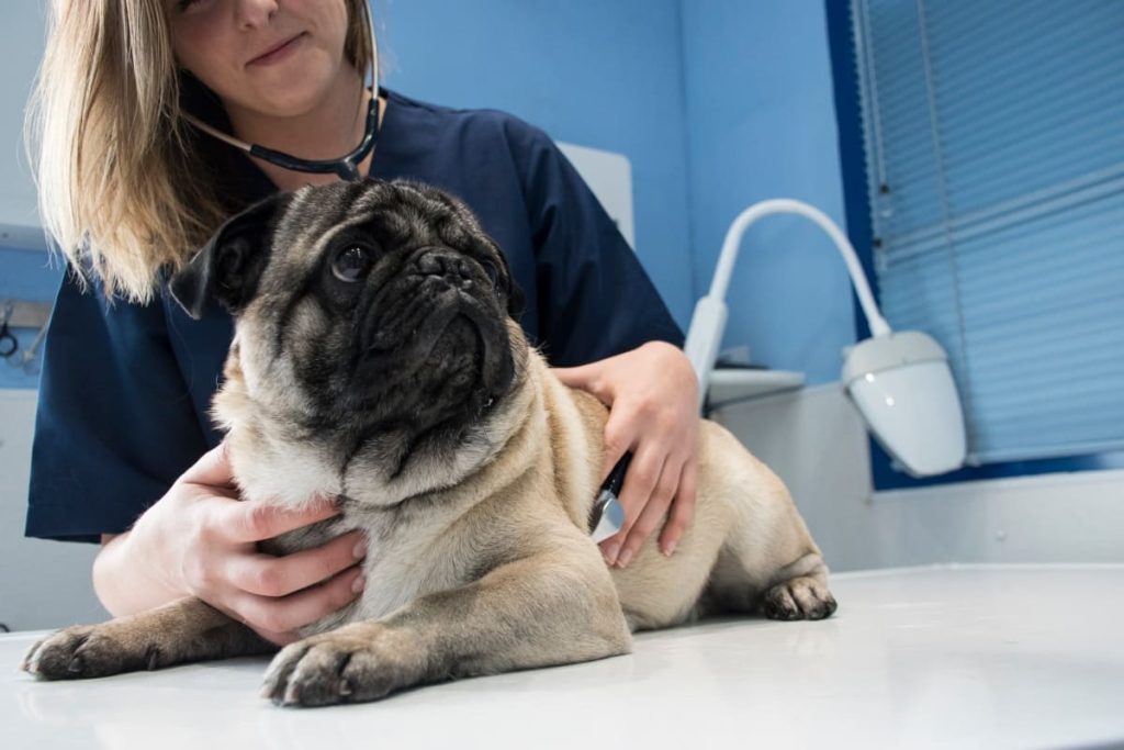 primeros auxilios en perros