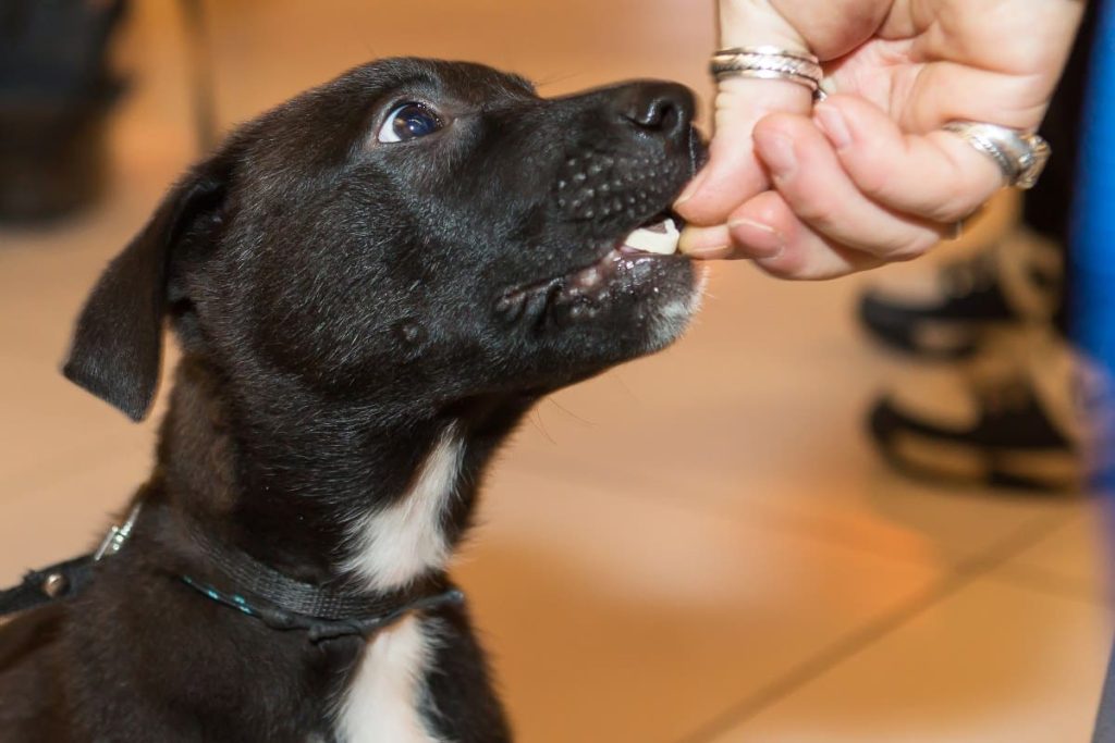 ¿Qué son los probióticos para mascotas?