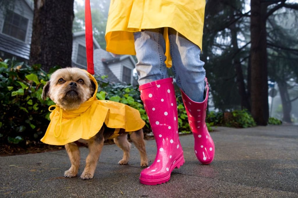 pasea a tu mascota en la lluvia