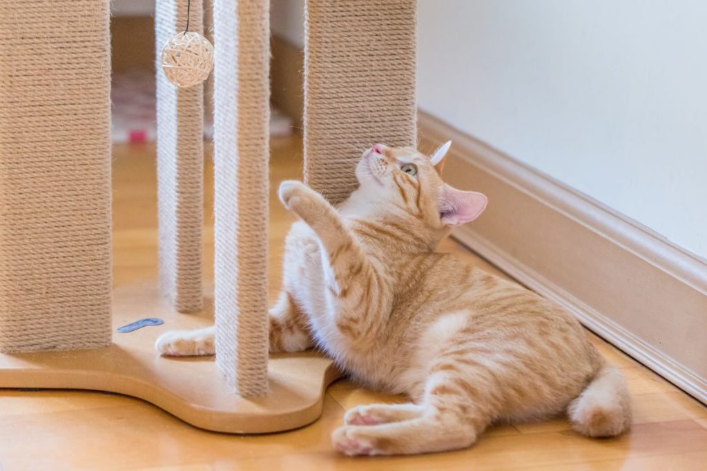 gato jugando en casa