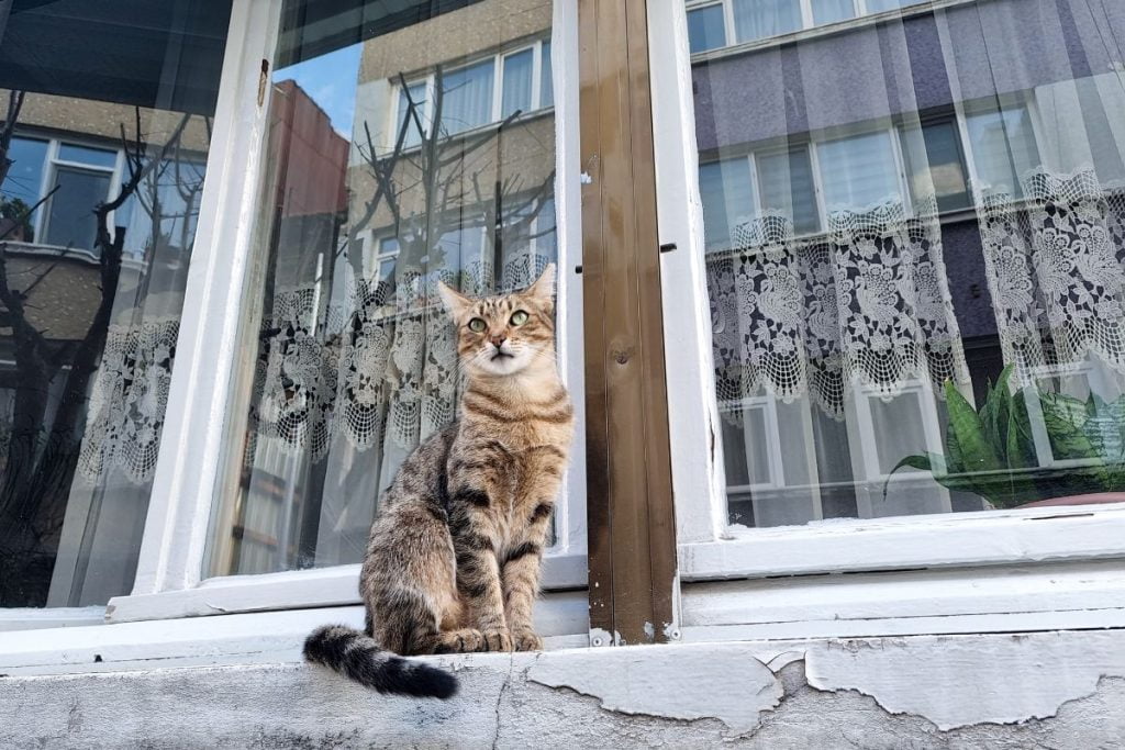 gato sentando en una ventana