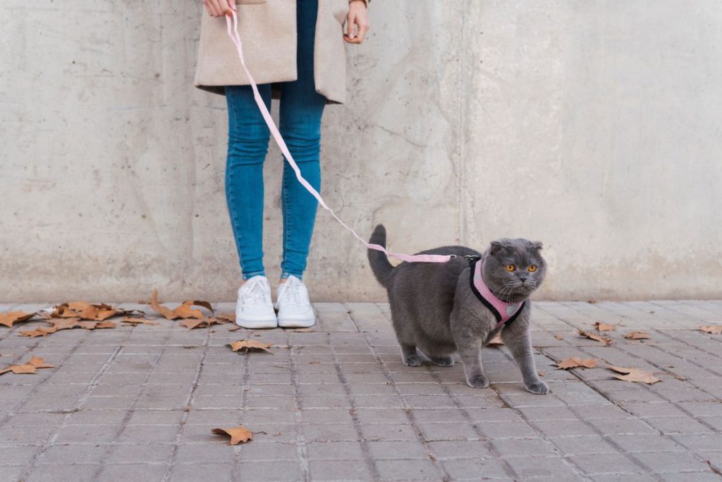 gato siendo paseado en la calle