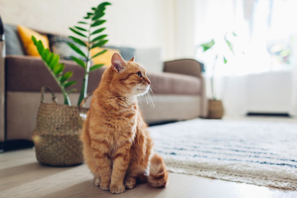 gato naranja disfrutando estar en casa