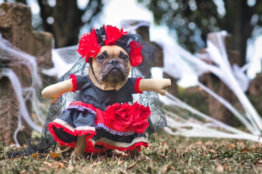 disfraz para mascota Walmart