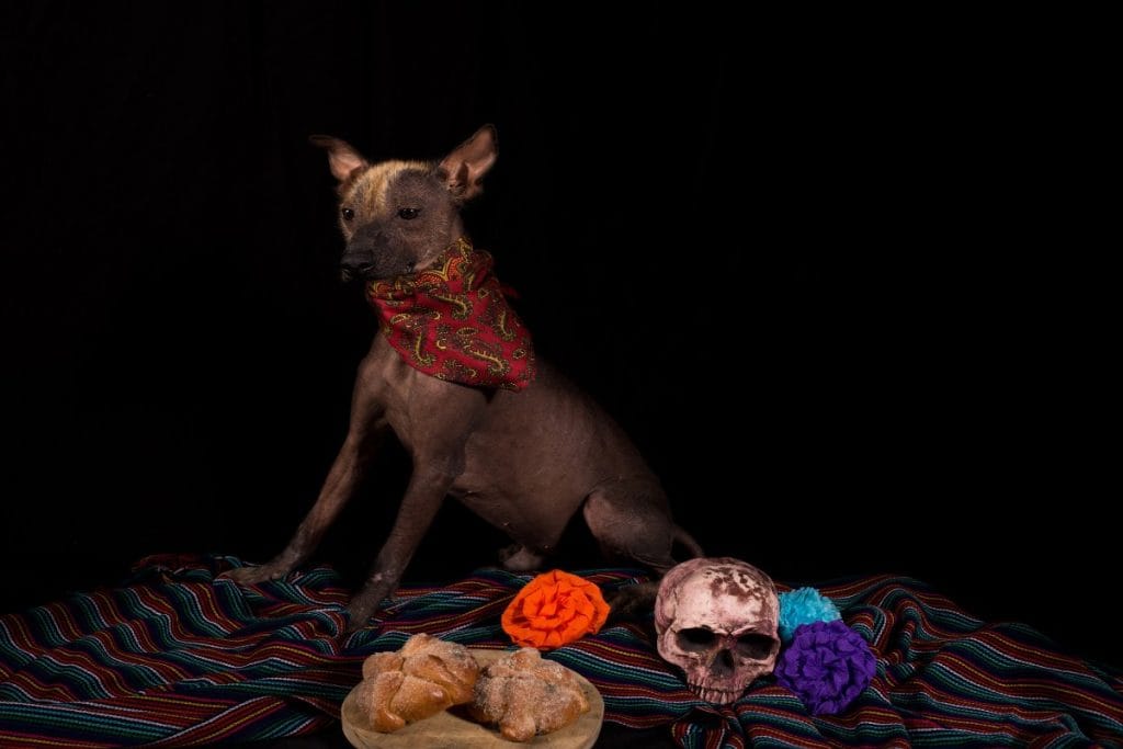 ofrenda para mascotas 27 de octubre