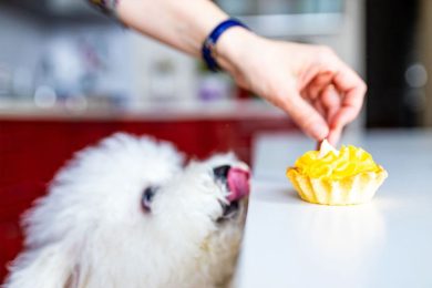 No le des estos alimentos a tu mejor amigo.