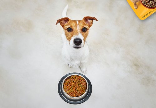 ¿Das a tu perro la cantidad adecuada de alimento?