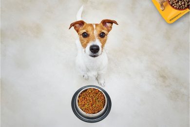 ¿Das a tu perro la cantidad adecuada de alimento?